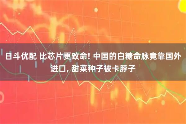 日斗优配 比芯片更致命! 中国的白糖命脉竟靠国外进口, 甜菜种子被卡脖子